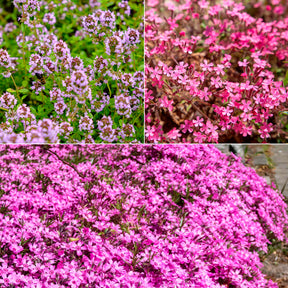 Tapis fleuri rose - Willemse