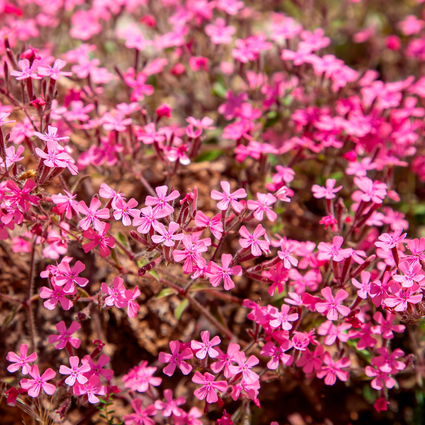 Phlox, Saponaria, Thymus - Tapis fleuri rose - Collections de vivaces