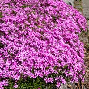 Collections de vivaces - Tapis fleuri rose - Phlox, Saponaria, Thymus