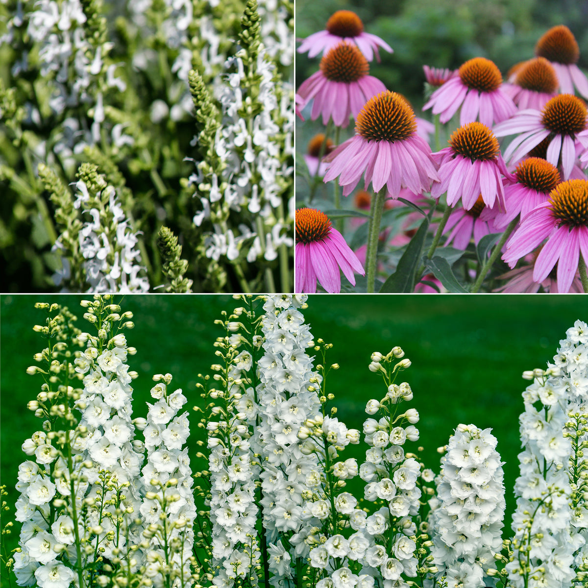 Vivaces Blanches et Roses - Willemse