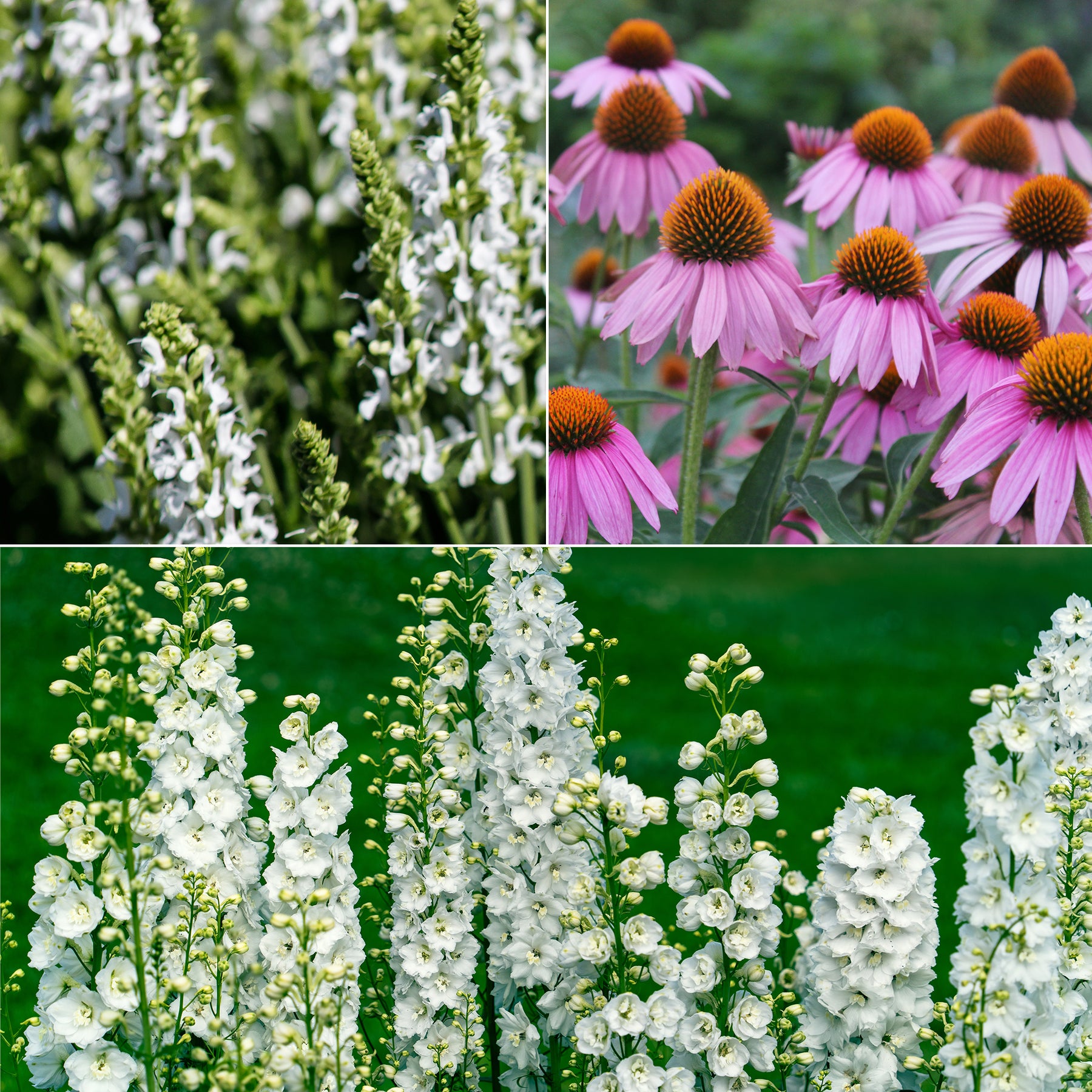 Vivaces Blanches et Roses - Willemse