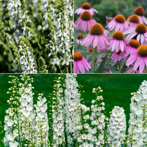 Vivaces Blanches et Roses - Willemse