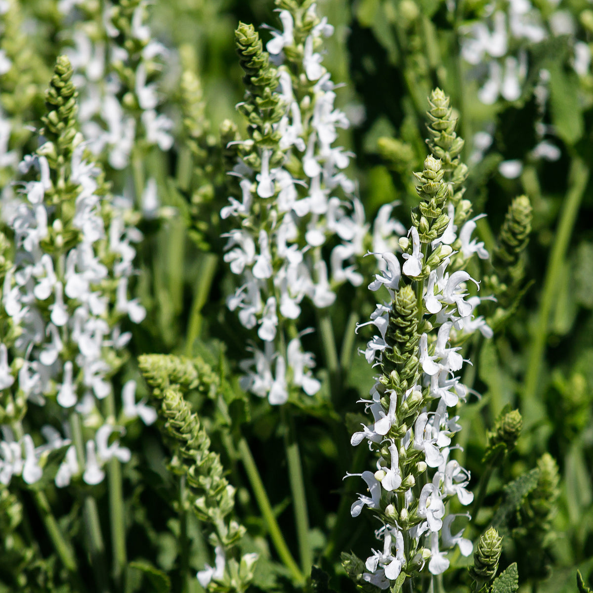 Vivaces Blanches et Roses - Delphinium, Salvia, Echninacea - Willemse