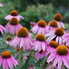 Delphinium, Salvia, Echninacea - Vivaces Blanches et Roses - Collections de vivaces
