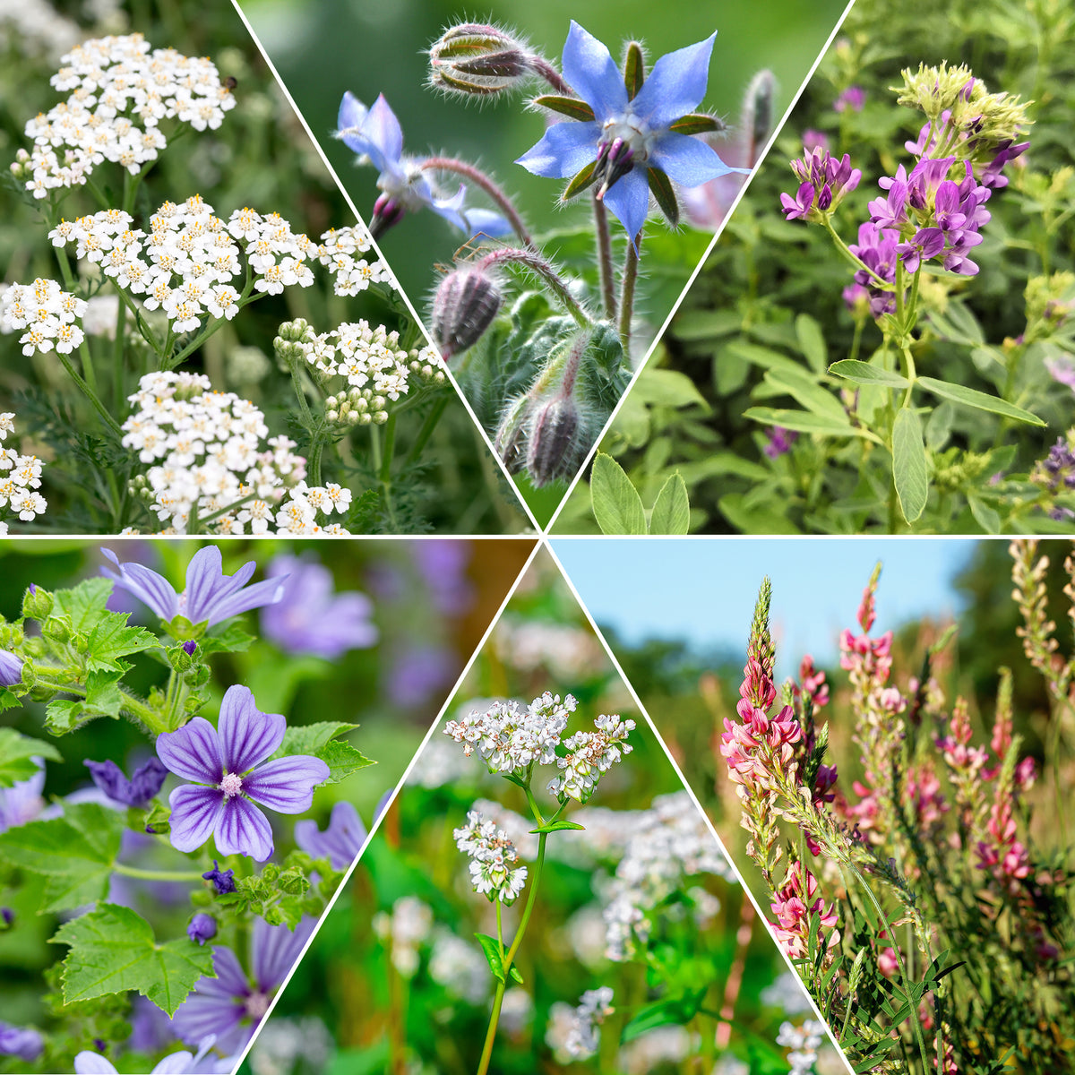 Mélange de fleurs faune et flore - Willemse