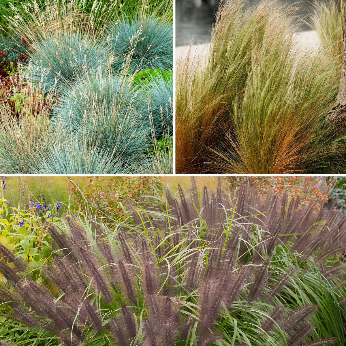 3 graminées pour sol sec  - Pennisetum alopecuroides,Stipa tenuissima ,Festuca glauca - Willemse
