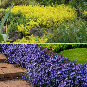 4 couvre-sols pour murets - Campanula poscharskyana, Sedum acre - Willemse