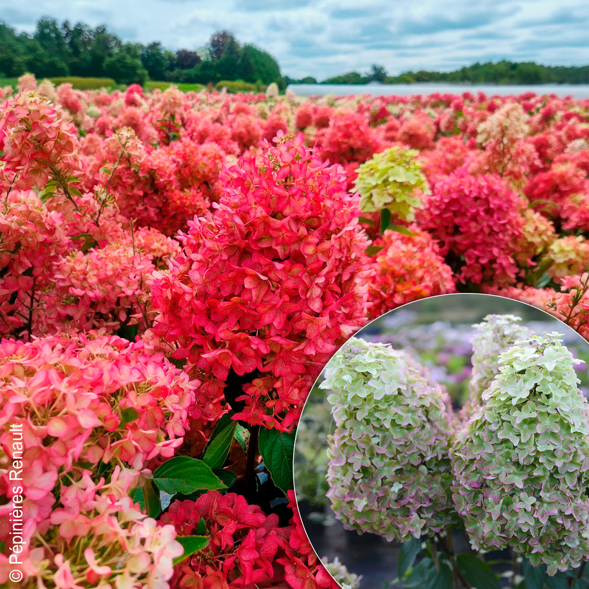 Hortensia paniculé Metalica® renmeta - Willemse