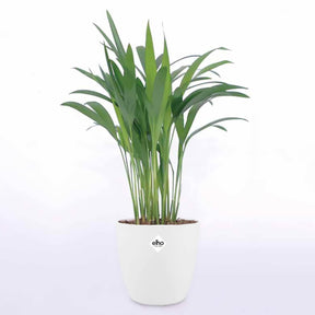 Dypsis lutescens - Palmier d'intérieur et son cache-pot blanc ELHO - Palmier d'intérieur