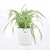 Chlorophytum Atlantic et son cache-pot blanc ELHO