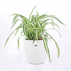 Chlorophytum Atlantic et son cache-pot blanc ELHO