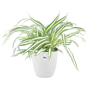 Chlorophytum Atlantic et son cache-pot blanc ELHO - Chlorophytum comosum atlantic - Willemse