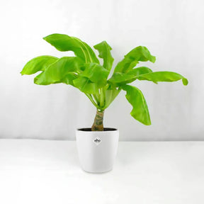 Brighamia insignis kirsten - Palmier Hawaien et son cache-pot blanc ELHO - Plantes fleuries