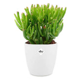 Crassula hobbit et son cache-pot blanc ELHO - Willemse