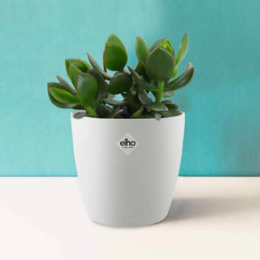 Crassula ovata argentea et son cache-pot blanc ELHO - Crassula ovata argentea - Willemse