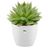 Echeveria agavoides et son cache-pot blanc ELHO - Willemse