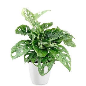 Monstera deliciosa Monkey Mask - Philodendron Monstera Monkey Mask et son cache-pot blanc ELHO - Philodendron