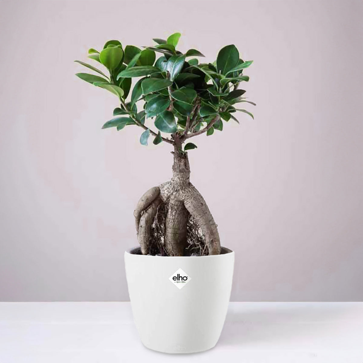 Ficus bonsai ginseng et son cache-pot blanc ELHO