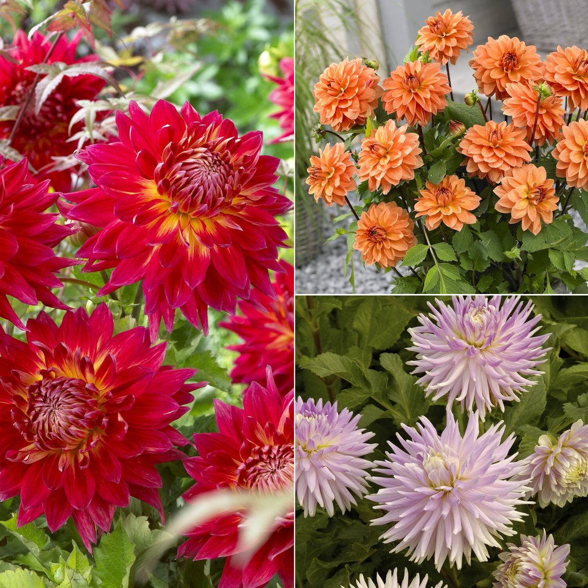 5 Dahlias en mélange - Willemse