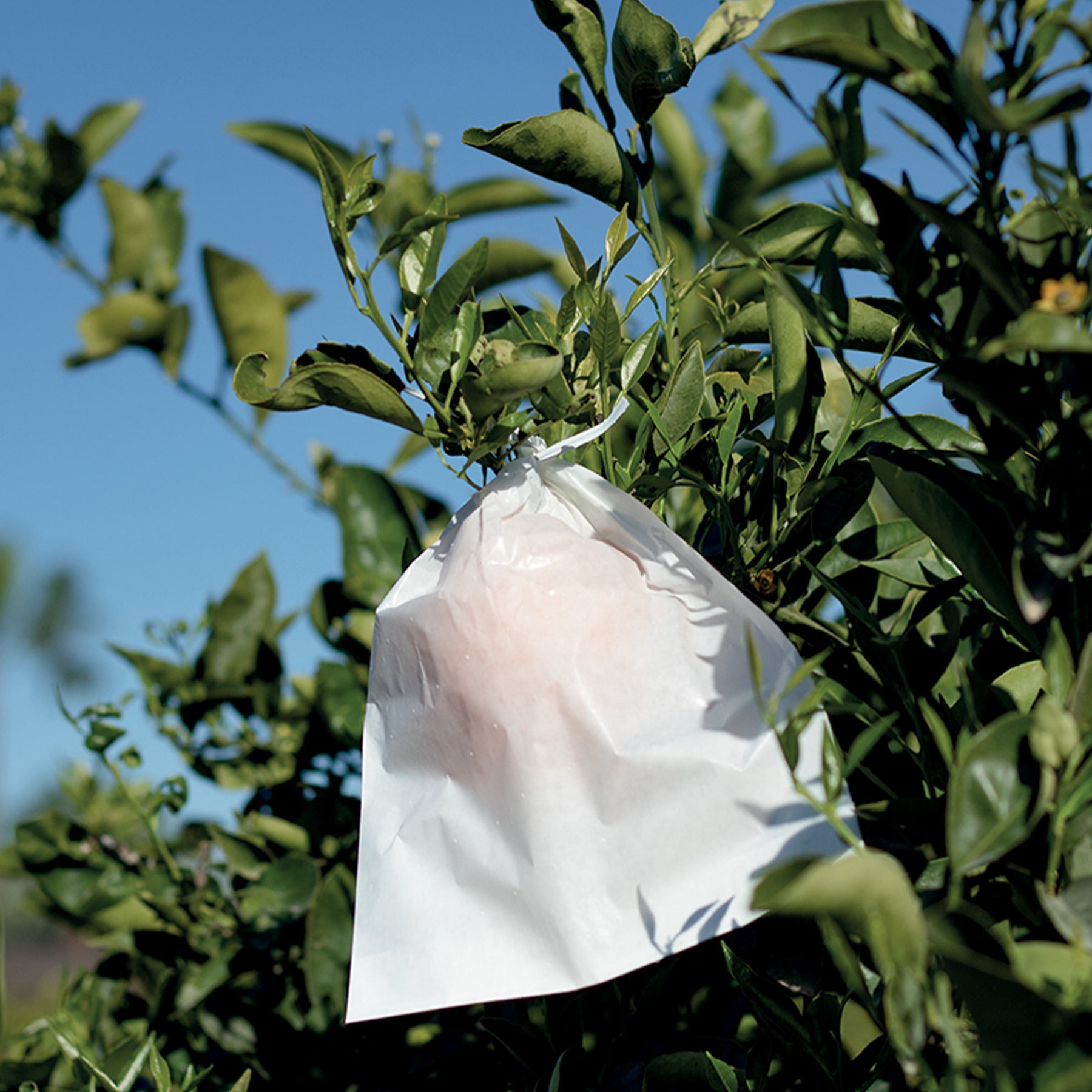 Housse à fruits - Fruitsac - Willemse
