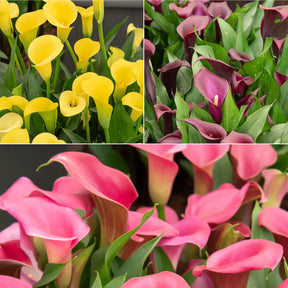 3 Callas rose, jaune, pourpre en mélange - Willemse