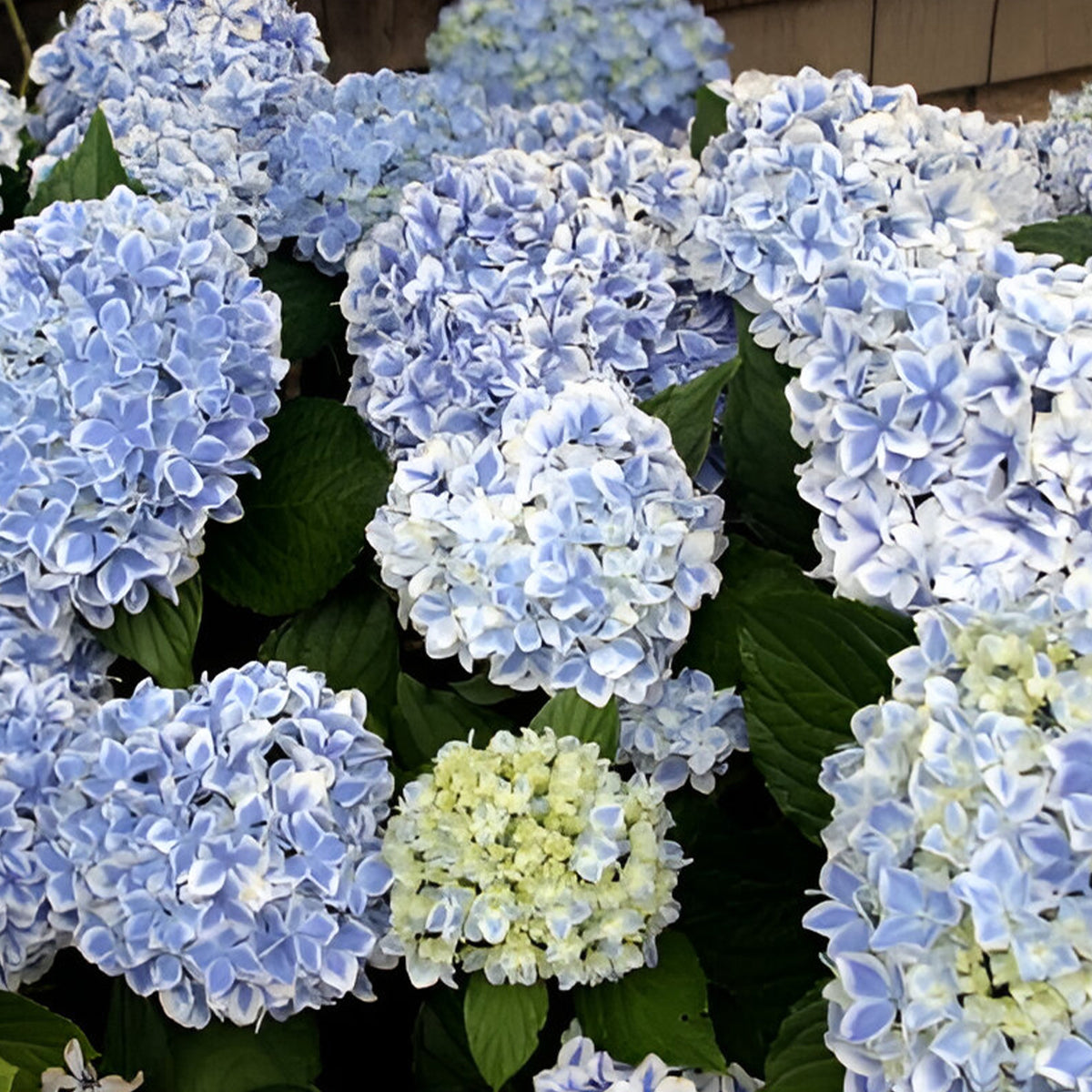 Hortensia Peppermint - Willemse