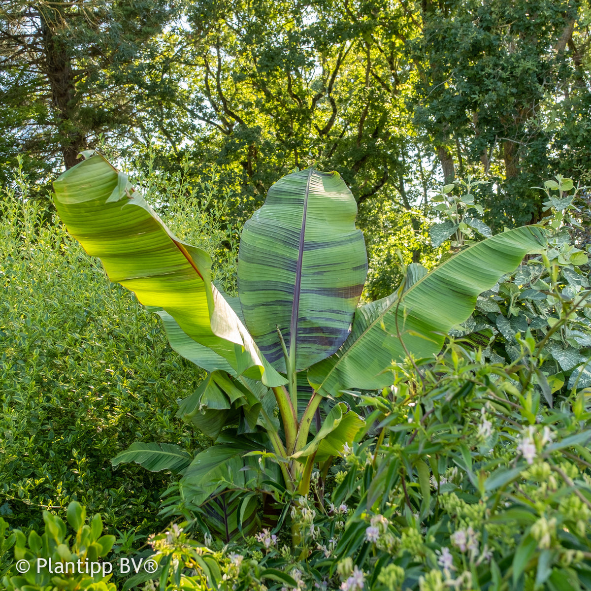 Bananier du japon Ever Red - Musa sikkimmensis Ever Red - Willemse