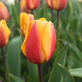 8 Tulipes Darwin Lalibela Salmon - Willemse