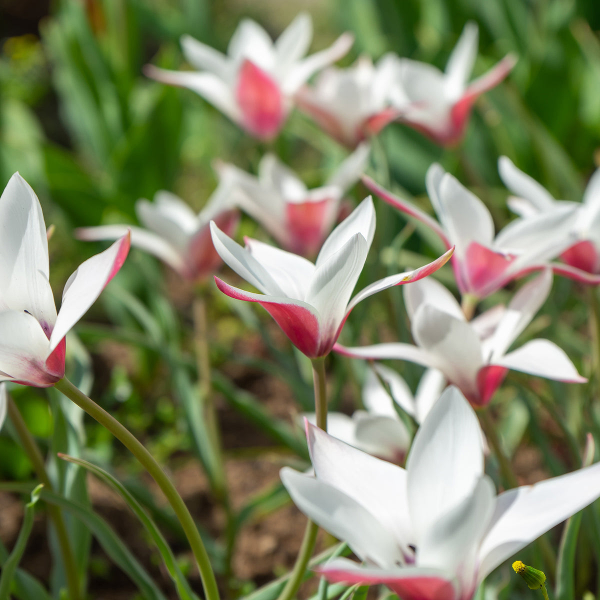 12 Tulipes Peppermint Stick - Willemse