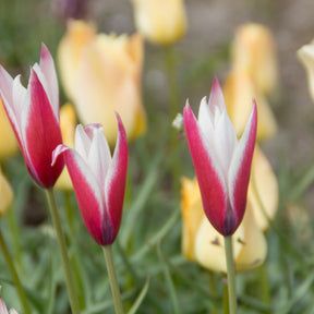 Tulipa peppermint stick - 12 Tulipes Peppermint Stick - Tulipe