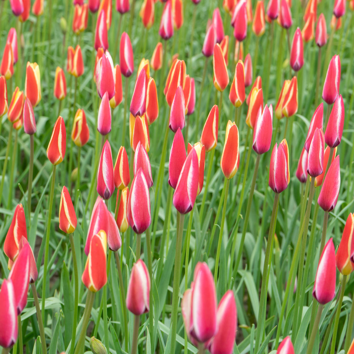 12 Tulipes Peppermint Stick - Tulipa peppermint stick - Willemse