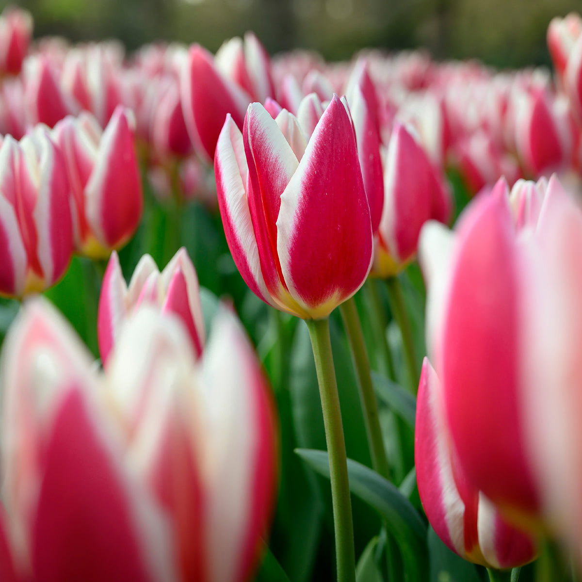 8 Tulipes Darwin Candy Apple Delight - Willemse