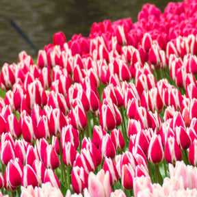 Tulipa darwin hybrid candy apple Delight - 8 Tulipes Darwin Candy Apple Delight - Tulipe