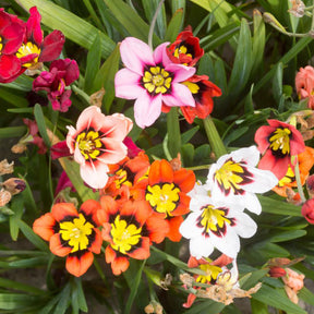 Vente 30 Bulbes de fleurs d'été en mélange - Freesia, sparaxis, dahlia