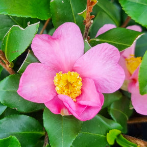 Camellia sasanqua Cleopatra - Camélia d'automne Cleopatra - Camélias