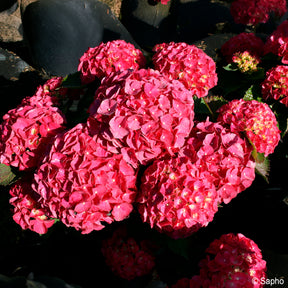 Hortensia Red ever belles ®  - Willemse
