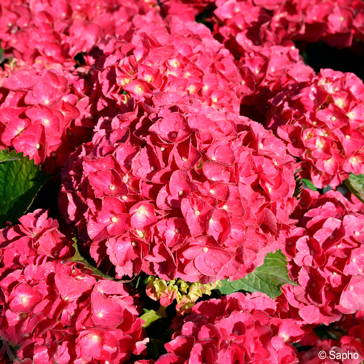 Hortensia Red ever belles ®  - Hydrangea macrophylla Red ever belles ® 'hortmallegretto' - Willemse