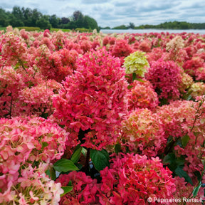 Hydrangea paniculata Metalica® renmeta - Hortensia paniculé Metalica® renmeta - Hortensia paniculé