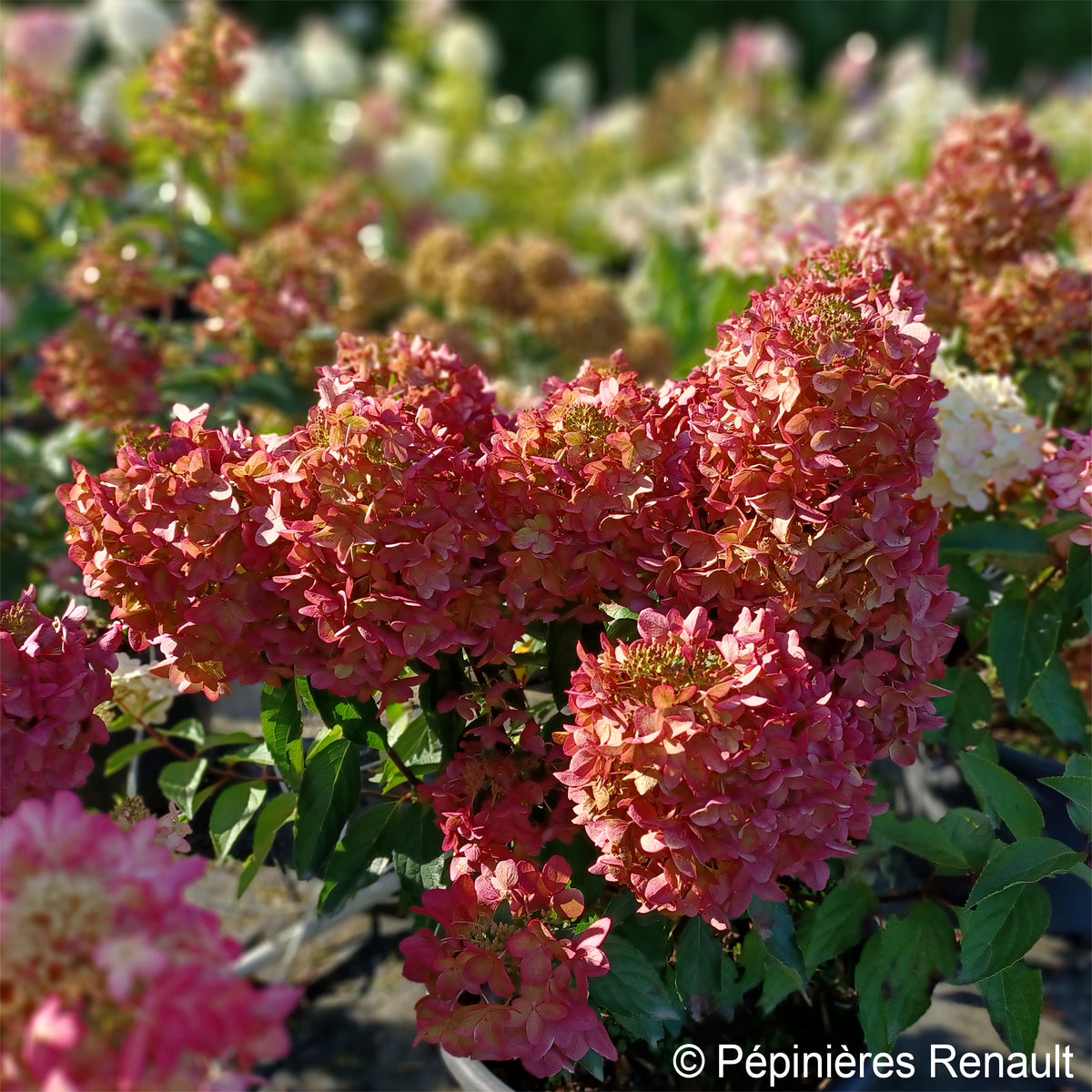 Hortensia paniculé Metalica® renmeta - Hydrangea paniculata Metalica® renmeta - Willemse