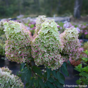 Hortensia paniculé - Hortensia paniculé Metalica® renmeta - Hydrangea paniculata Metalica® renmeta