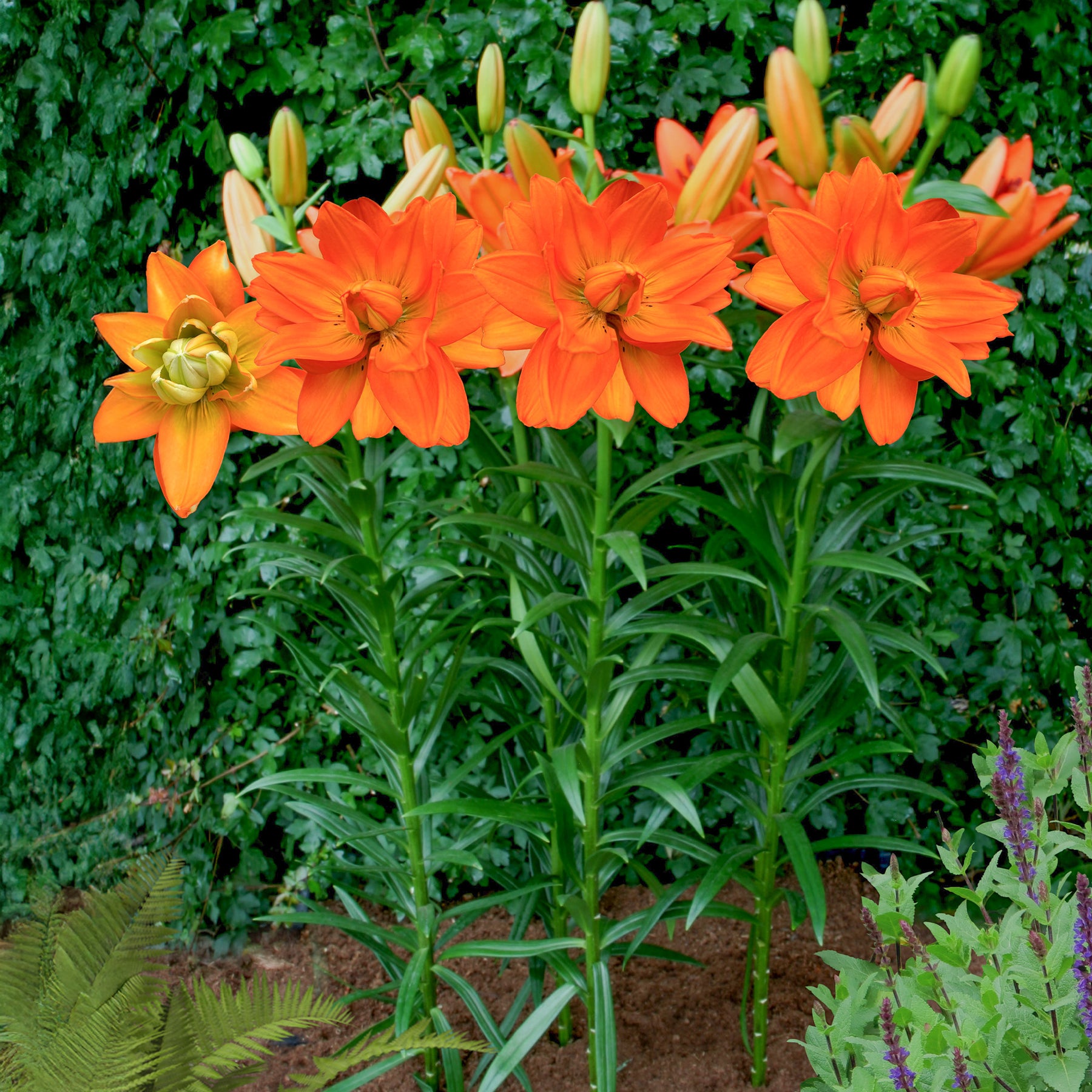 Lis Hulk - Lillium Hulk  - Willemse