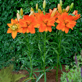 Lis Hulk - Lillium Hulk  - Willemse