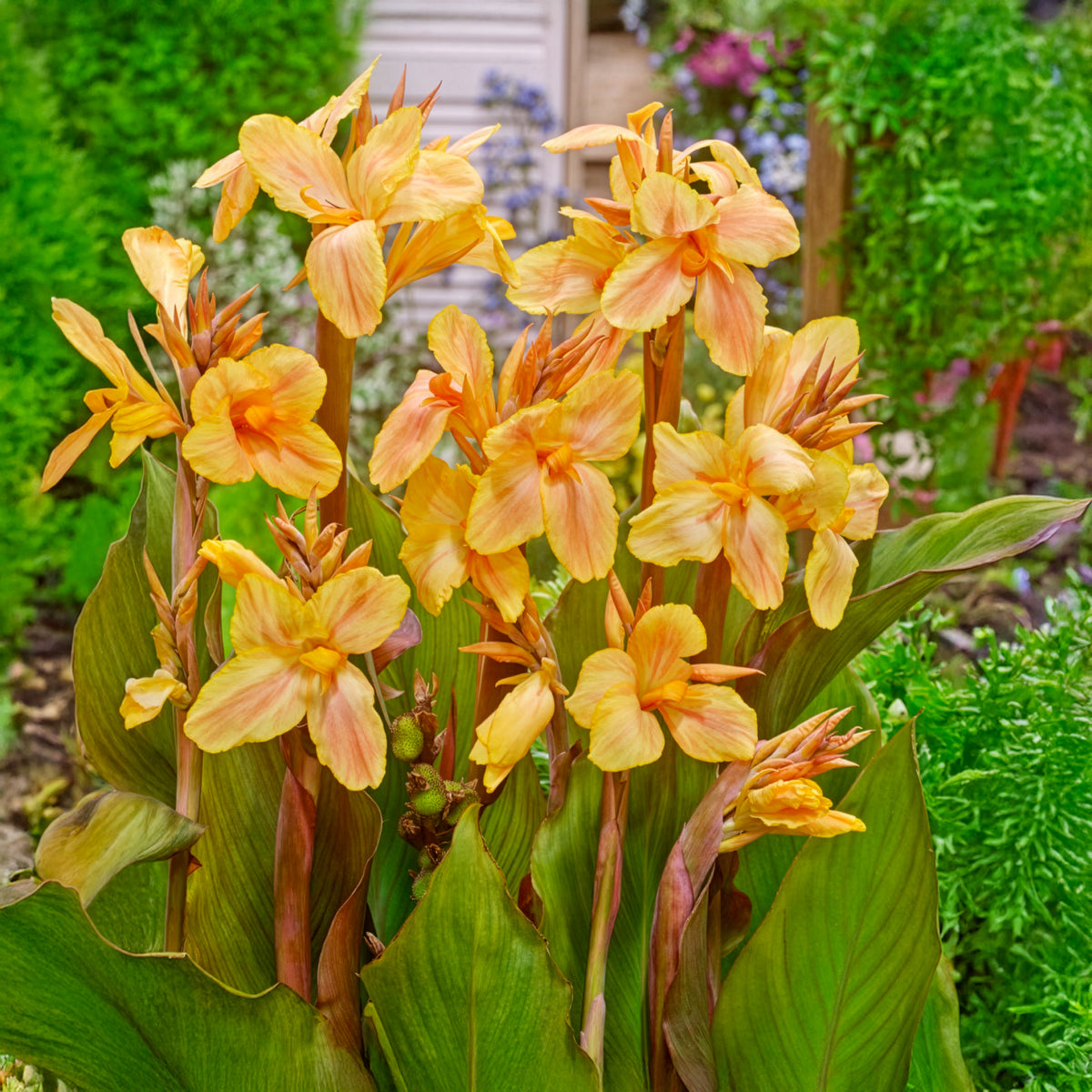 Canna Mme Angèle Martin - Willemse