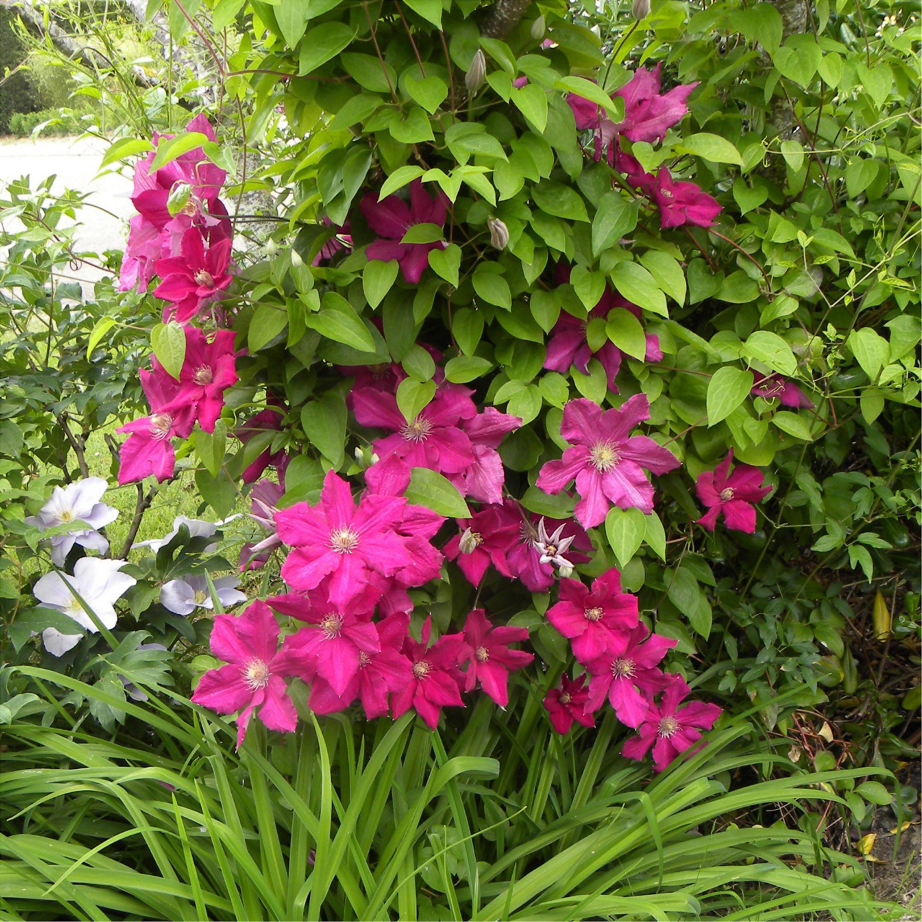 Vente Clématite italienne Ernest Markham grimpante - Clematis viticella Ernest markham