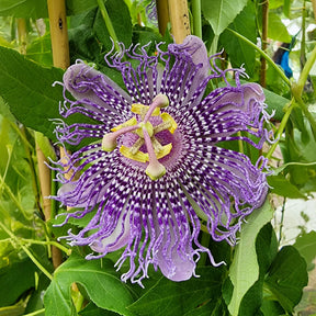 Passiflores - Passiflore Fata Confetto - Passiflora Fata confetto
