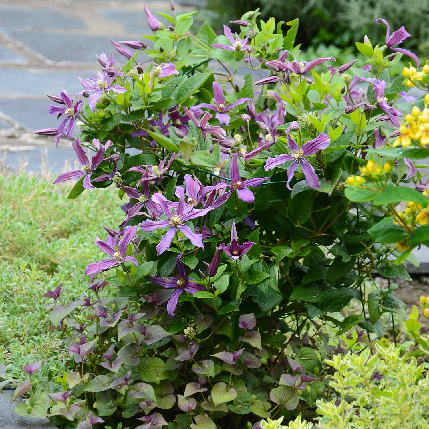 Clematis integrifolia Saphyra® Estrella - Clématite Saphyra® Estrella - Clématites