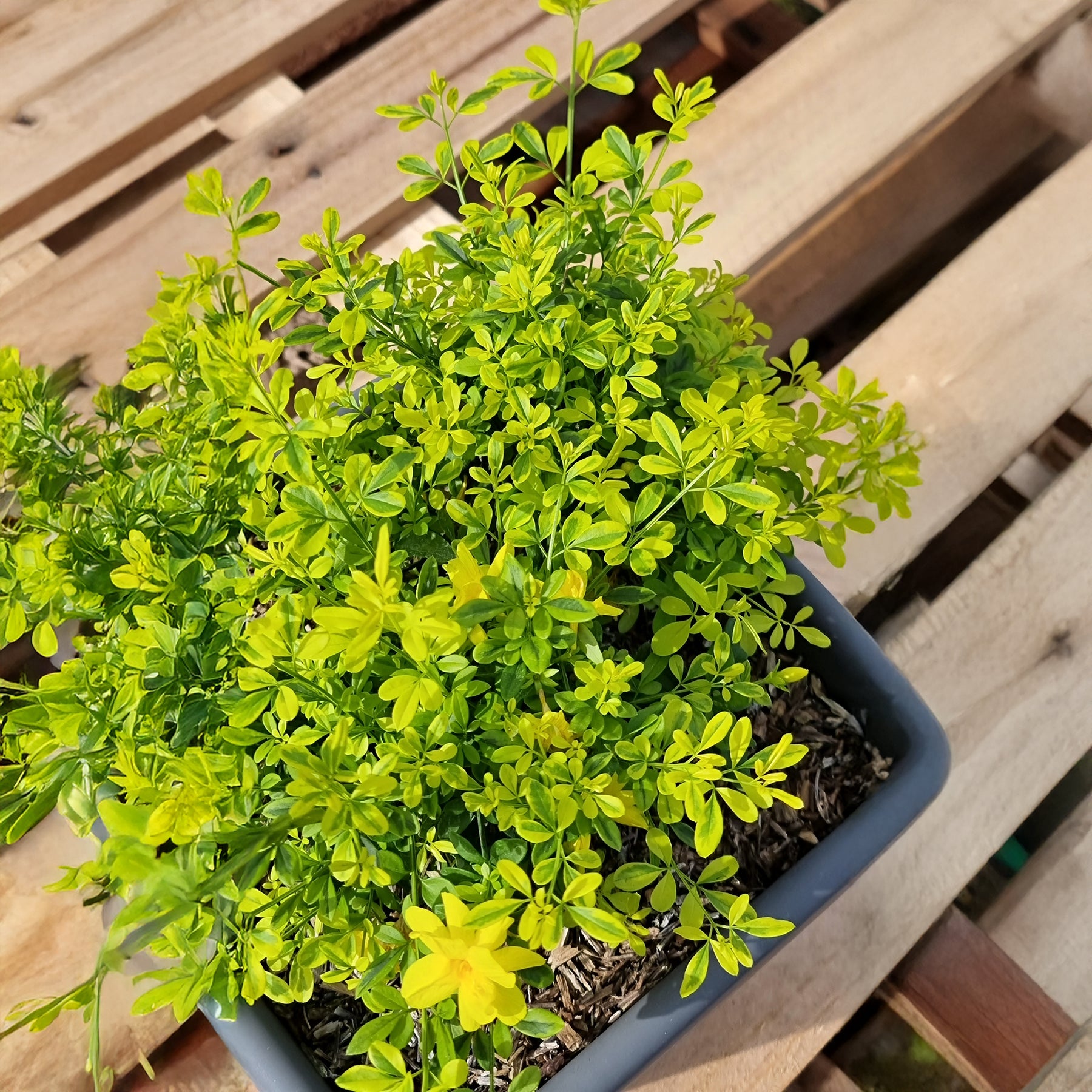 Jasminum mesnyi Gold Touch - Jasmin primevère Gold Touch® - Jasmins