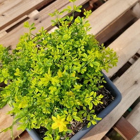 Jasminum mesnyi Gold Touch - Jasmin primevère Gold Touch® - Jasmins