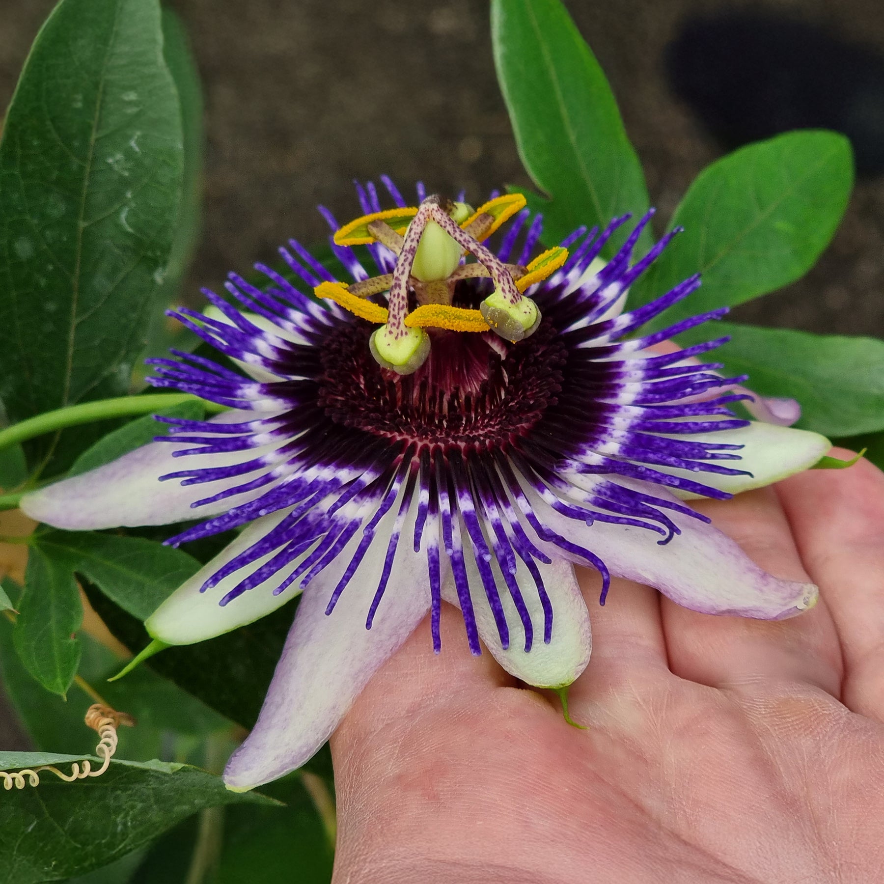 Passiflora Damsel's Delight® - Passiflore Damsel's Delight® - Passiflores