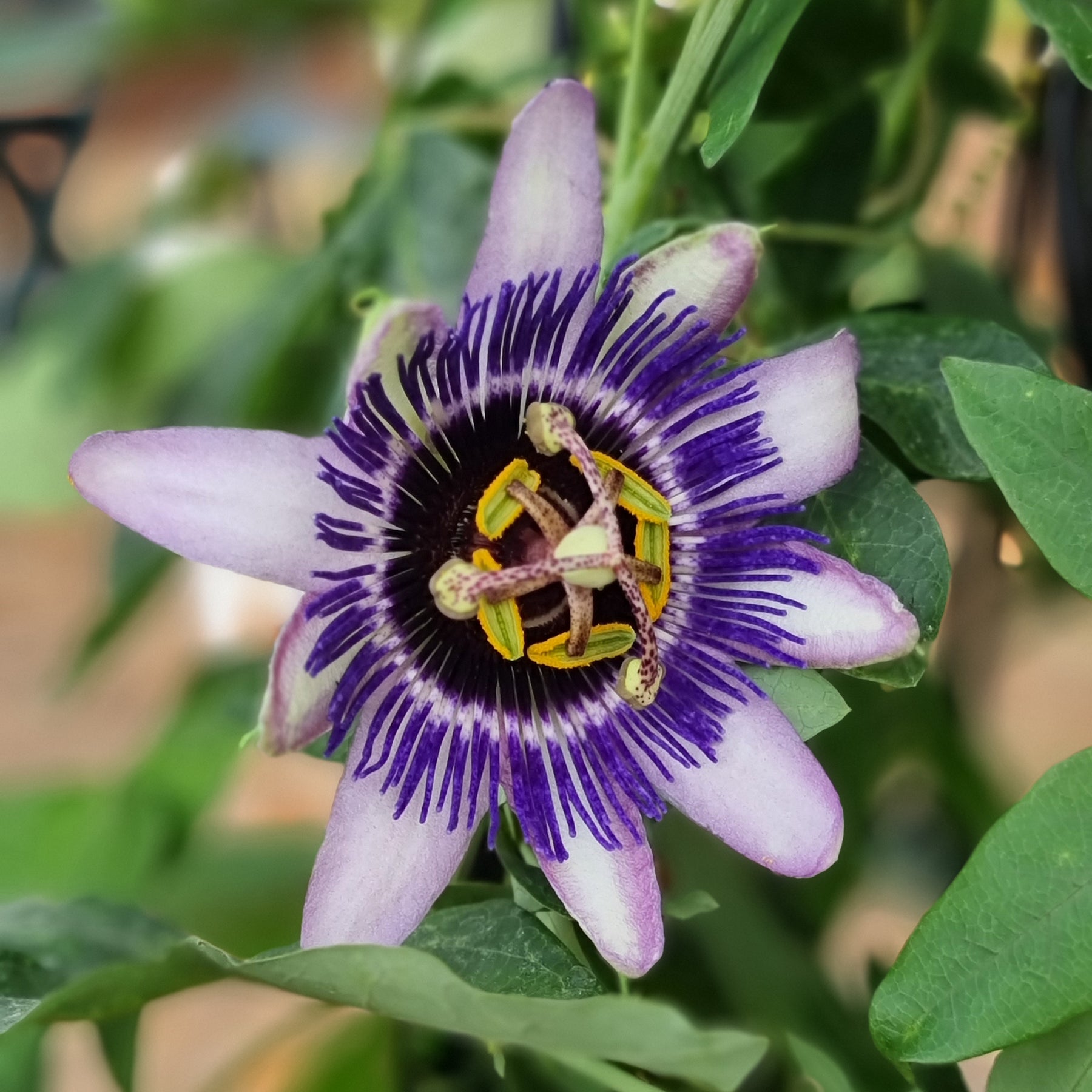 Passiflores - Passiflore Damsel's Delight® - Passiflora Damsel's Delight®
